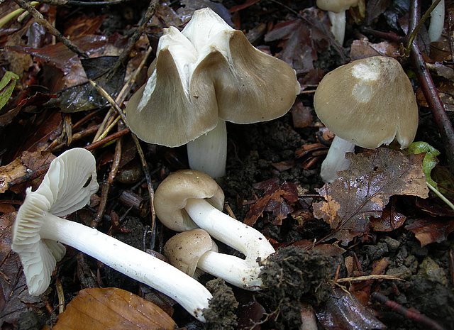 Hygrocybe  fornicata  (Fr.)   Singer